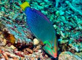  Red Coris Wrasse, Coris gaimard