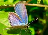 Minute Butterfly Today