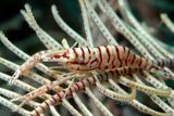 Leopard Crinoid Shrimp Laomenes pardus
