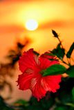 Sunset On Hibiscus