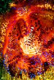 Fire Urchin, With 2 Coleman Shrimp  