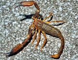 Baby Scorpion on the Toilet
