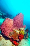 Barrel Sponges, and Crinoids