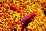 Sea Star Shrimps Periclimenes soror. Couple, On Orange Starfish