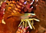 Brooks Urchin Shrimp, Commensal Shrimp, Allopontonia brockii