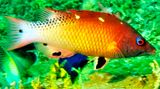 Diana Hogfish, Bodianus diana 