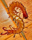 Centipede After Thunderstorm