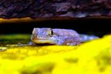 Geko Peeping