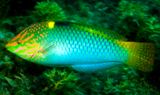 Checkerboard Wrasse Halichoeres hortulanus