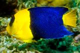 Bicolor Angelfish: Centropyge bicolor