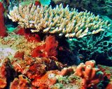 Scorpionfish Under Table Coral, Raggy Scorpionfish, Scorpaenopsis venosa