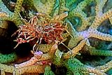 Tiger Shrimp on Coral