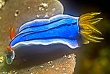 Nudibranch