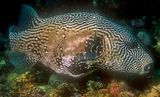 Pufferfish On Film