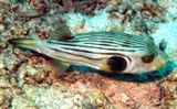 Striped Pufferfish, Arothron manilensis