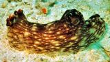 Sea Slug 