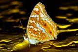 Moth on Wall