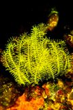 Yellow Crinoids