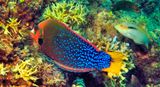 Wrasse Eating