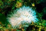 White Bulb-Tentacle Sea Anemone Entacmaea quadricolor 