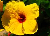 Yellow Hibiscus 
