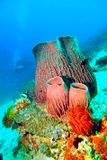 Giant Sponges, Moorish Idol, and Tourists