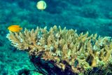 Coral Table And Damselfish
