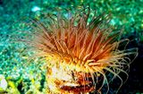 Flower Tube Anemone: Cerianthus filiformis