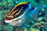 Bridled Monocle Bream: Scolopsis bilineata