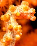 Yellow Pigmy Sea Horse, Hippocampus bargibanti
