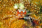 Pom Pom Crab, Mosaic Boxer Crab, Lybia tessellata, Back