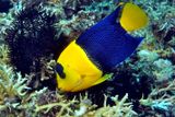 Bicolor Angelfish: Centropyge bicolor, Eating