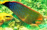 Wrasse Eating