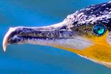Cormorant Eye