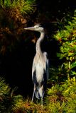 Gray Heron On Pine Tree