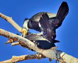Cormorant Sex 