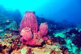 Barrel Sponges 