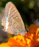 Minuscule Moth, Eating