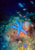 Blue Star Fish