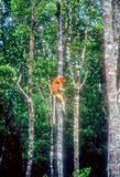 Young Proboscis Monkey On Tree