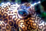Spotted Trunkfish, Lactophrys bicaudalis