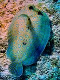 Peacock Flounder, Bothus lunatus