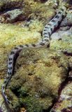 Sea Snake, Near Surface 