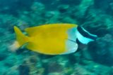 Foxface Rabbitfish Siganus vulpinus
