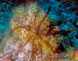 Spined Brittle Star Ophiothrix purpurea