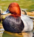 Red Eyed Duck