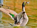 Pintail Duck, Stretching Wings