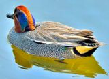 Methalic - Teal Annas crecca