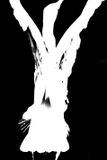 Heron TO, BW