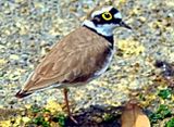 Yellow-Eyed Seashore Bird
